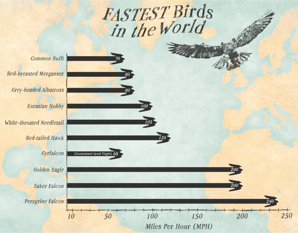 I 10 uccelli più veloci che volano nei cieli di oggi
