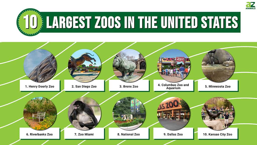Questa infografica illustra i dieci zoo più grandi degli Stati Uniti
