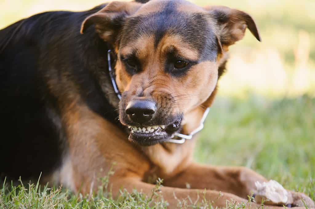 cane arrabbiato con i denti scoperti