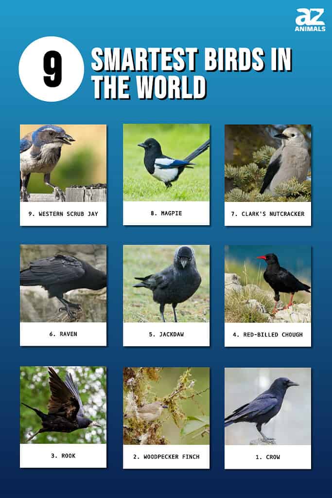 Infografica che mostra i nove uccelli più intelligenti del mondo.