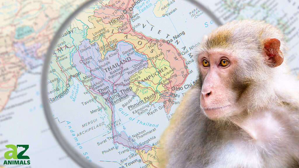 Scimmie in Asia