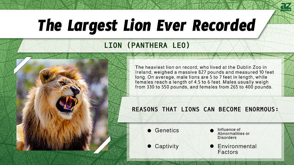 Il leone più grande mai pesato più di un grizzly: 3 motivi per cui è cresciuto così grande
