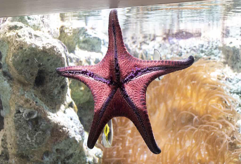 Stella marina rossa nell'acquario