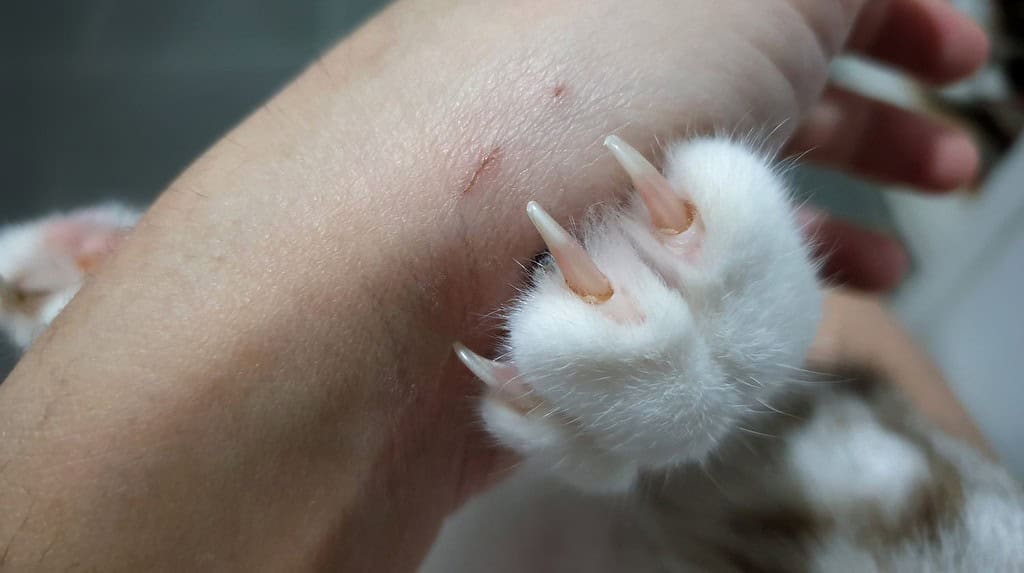 Chiudi l'unghia del gatto mentre impasti la mano del proprietario.