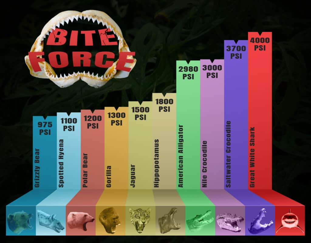 Le 10 forze del morso di animali più potenti al mondo
