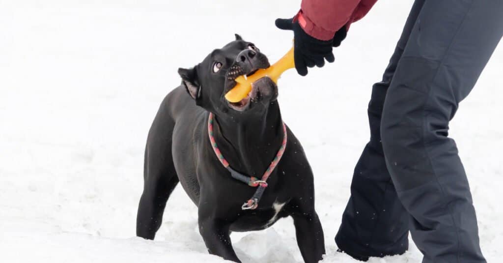 Le 10 razze di cani più forti e potenti
