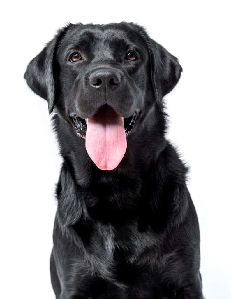 Labrador retriever nero con la lingua fuori