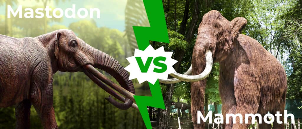 Mammut lanoso vs Mastodonte: quali sono le differenze chiave?
