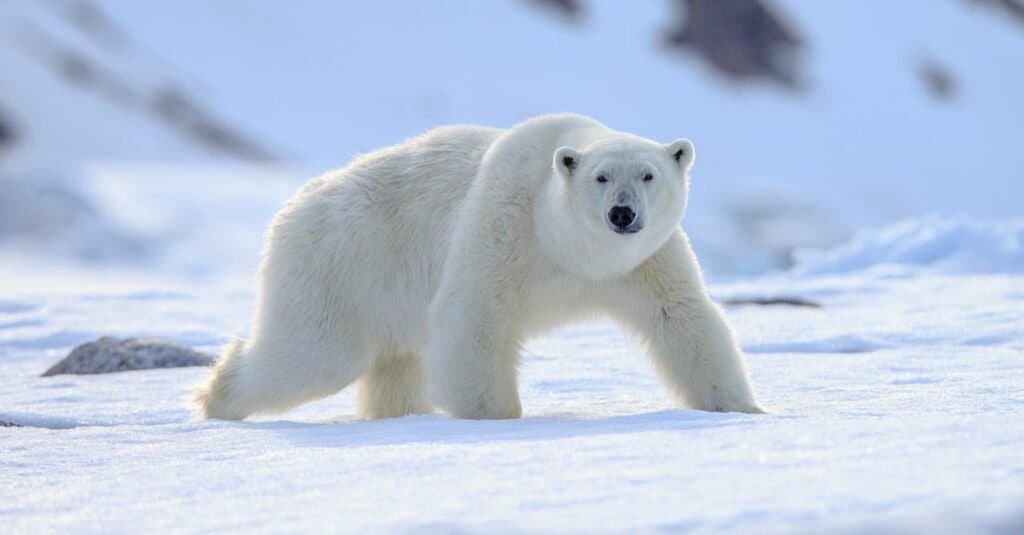 12 animali del Natale da tutto il mondo - orso polare