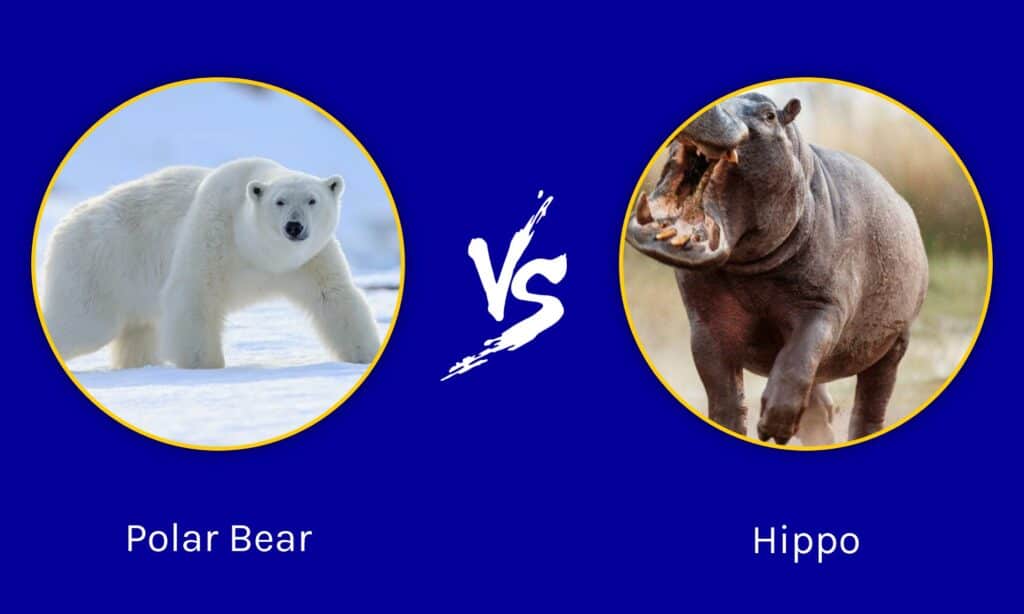 Orso polare contro ippopotamo: quale animale è il guerriero più potente?

