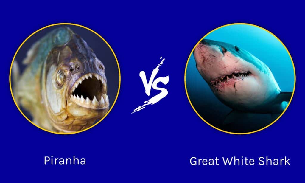 Piranha vs grande squalo bianco: quale pesce ha un morso più forte?
