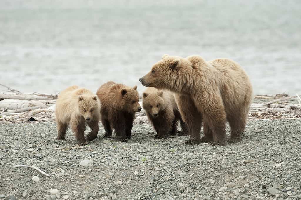 Una mamma orso bruno con i suoi tre cuccioli.