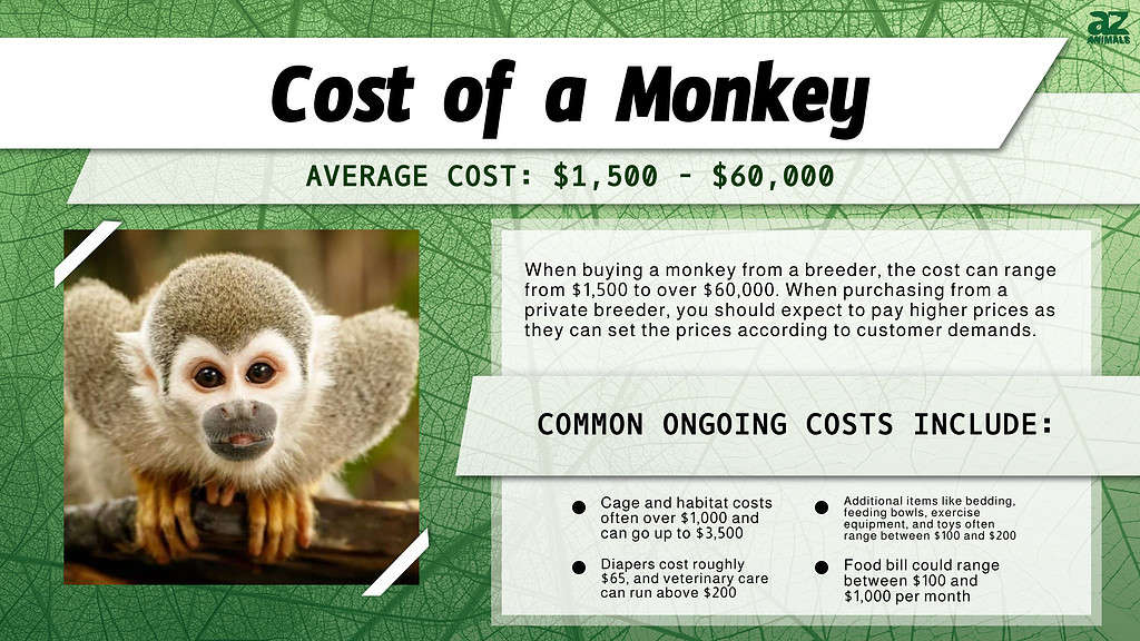 Tabella dei costi associati al possesso di una scimmia.