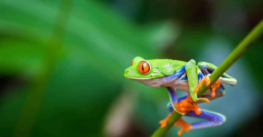 Questi 14 animali hanno gli occhi più grandi del mondo
