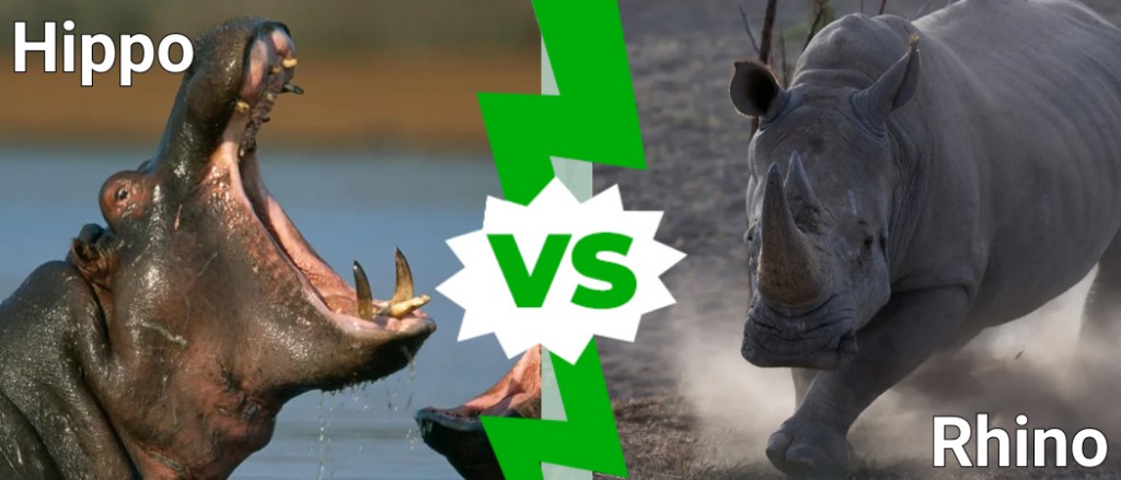 Ippopotamo contro rinoceronte
