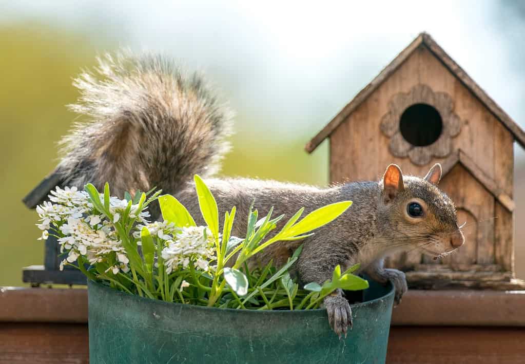 Lo scoiattolo giace su un vaso di fiori davanti a una casetta per uccelli