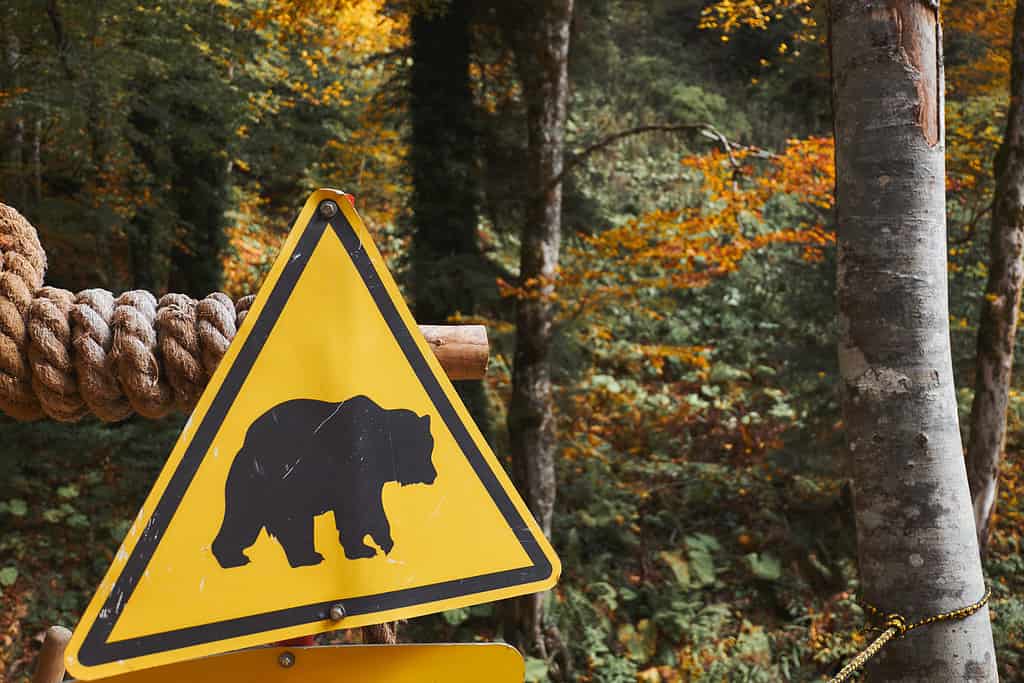 Orso, Pericolo, Sentiero, Segnale di avvertimento, Segnale