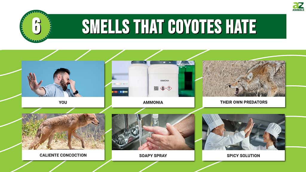 Infografica sugli odori che i coyote odiano