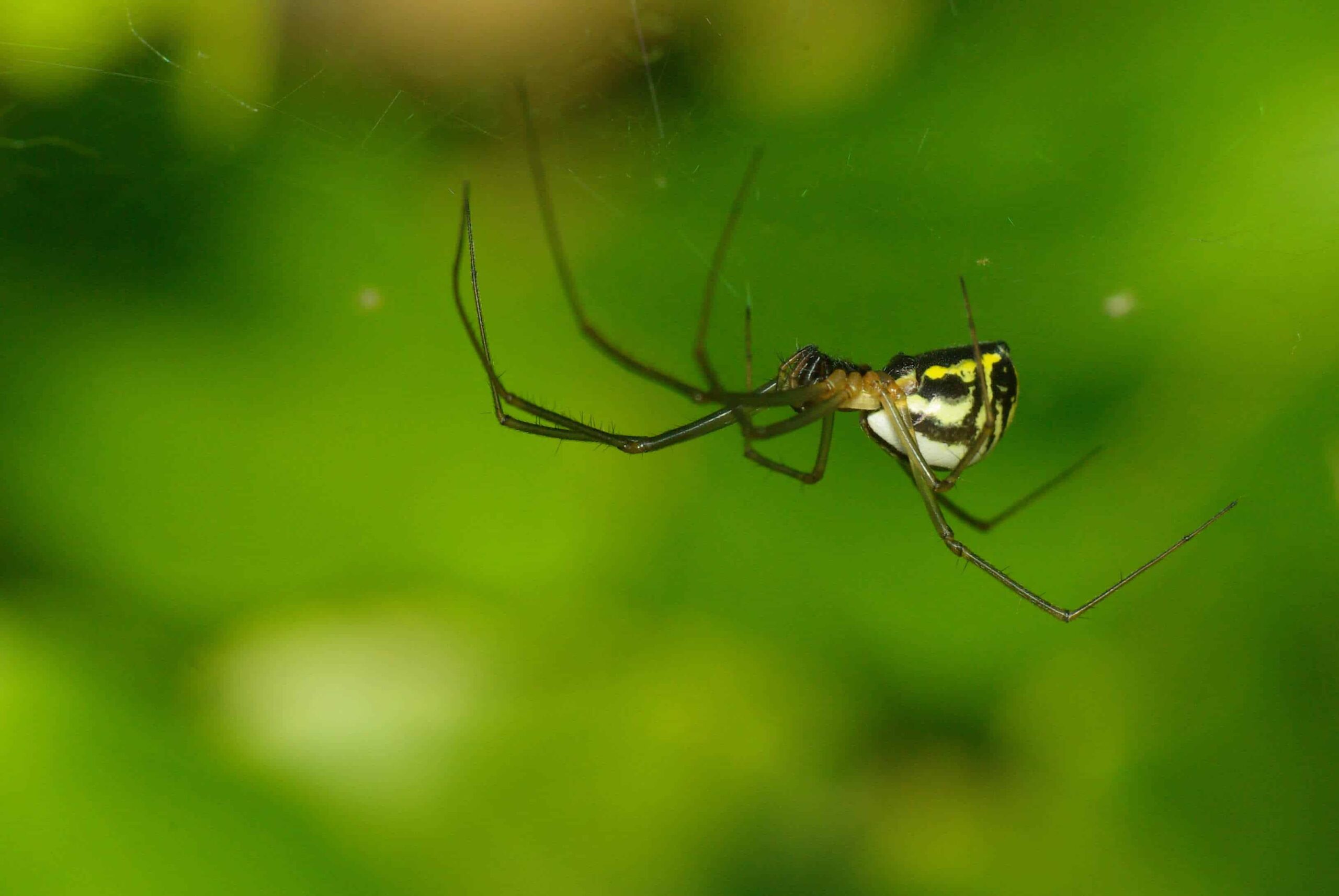 Un ragno a cupola filmoso appeso a testa in giù sotto la sua tela (Neriene radiata, Famiglia Linyphiidae)