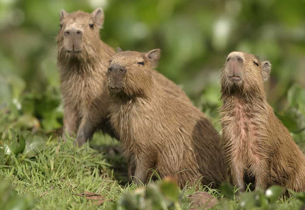 Piccoli capibara