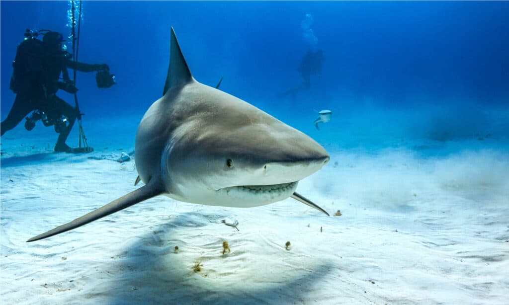 Squalo toro nel Mar dei Caraibi.