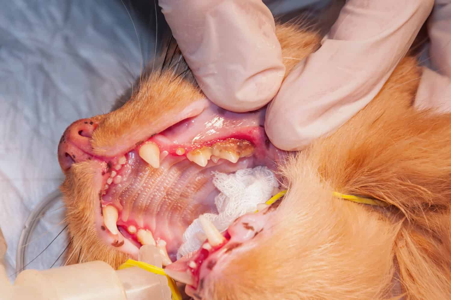 Molto tartaro (calcolo) dentale nel gatto sui denti angolari (concetto stomatologia veterinaria)