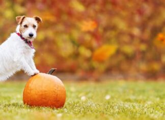 Cane con una zucca