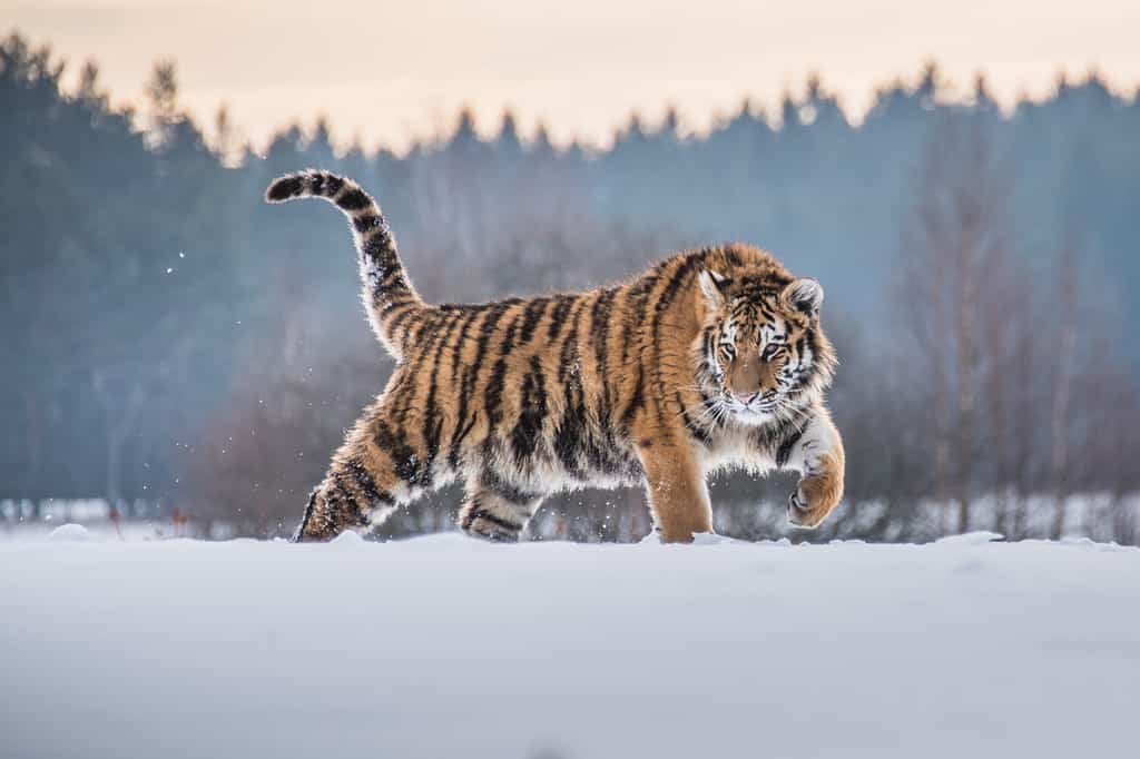 Tigre Siberiana nella neve (Panthera tigris)