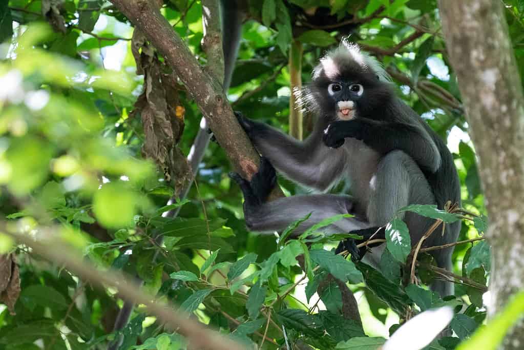 Scimmia a foglia oscura (chiamata anche langur dagli occhiali) su un albero a Malacca, Malesia.