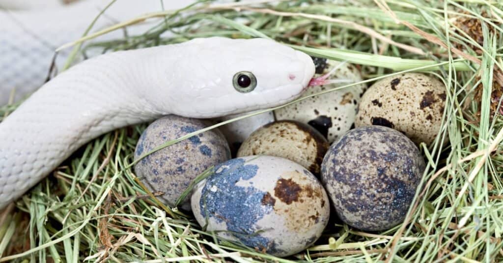 Tutto quello che avresti sempre voluto sapere sulle uova di serpente
