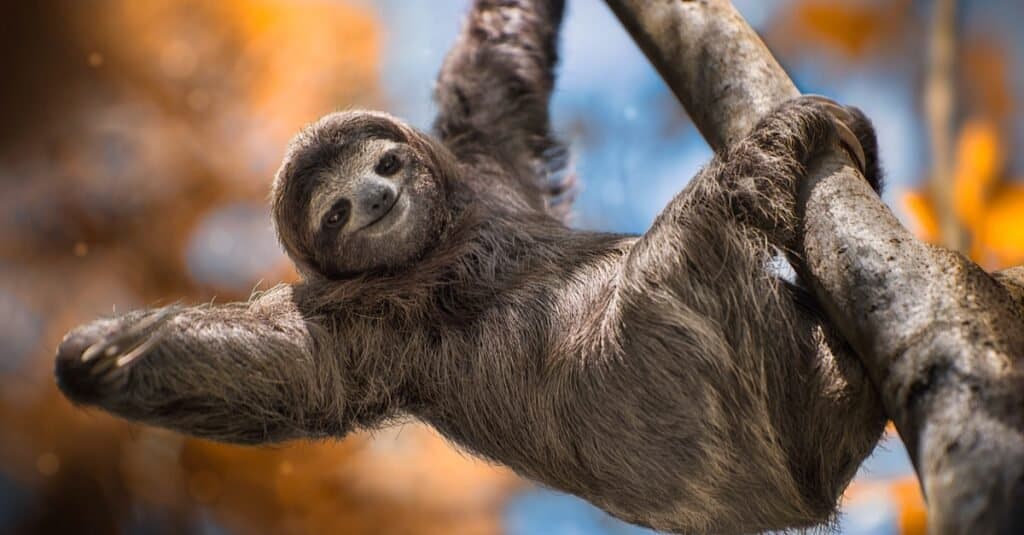 Animali più lenti: Bradipo tridattilo