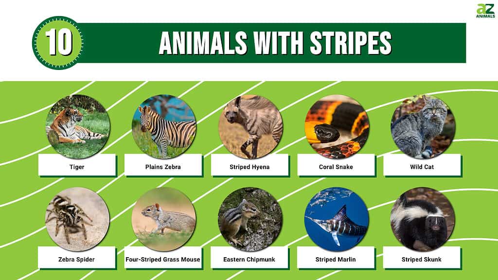 10 animali con strisce