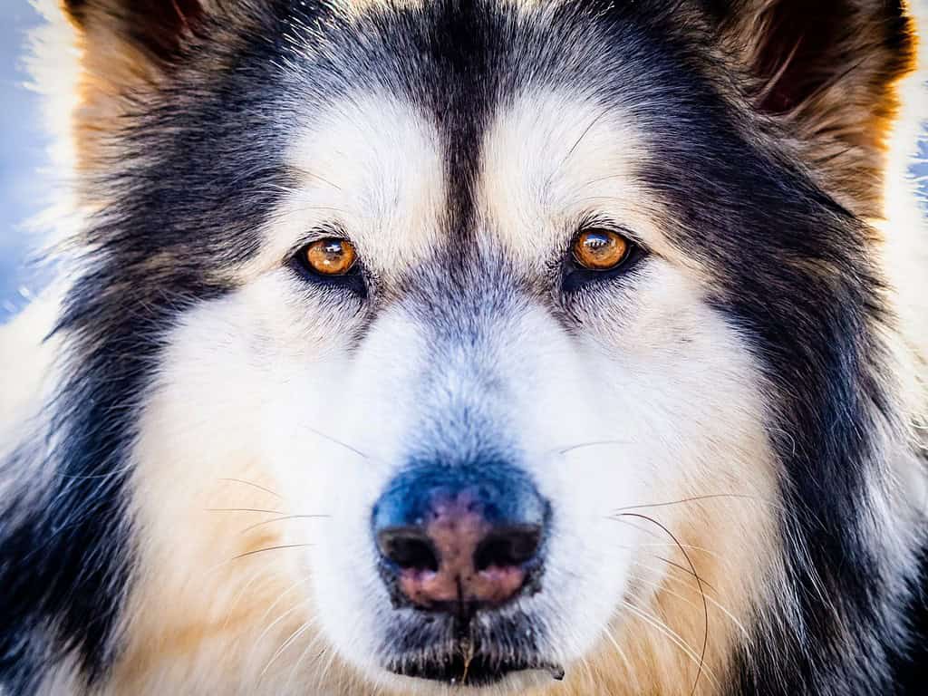 Primo piano della testa dell'Alaskan Malamute