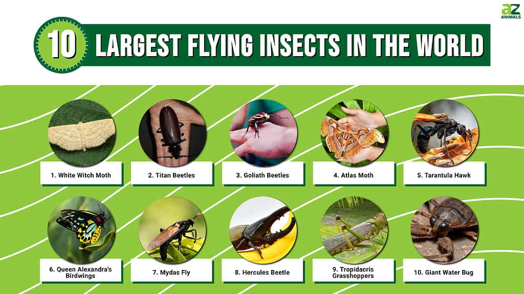 Infografica dei 10 insetti volanti più grandi del mondo