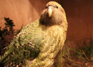 Animali più rumorosi: Kakapos
