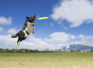 Border collie salta in alto per catturare un disco frisbee