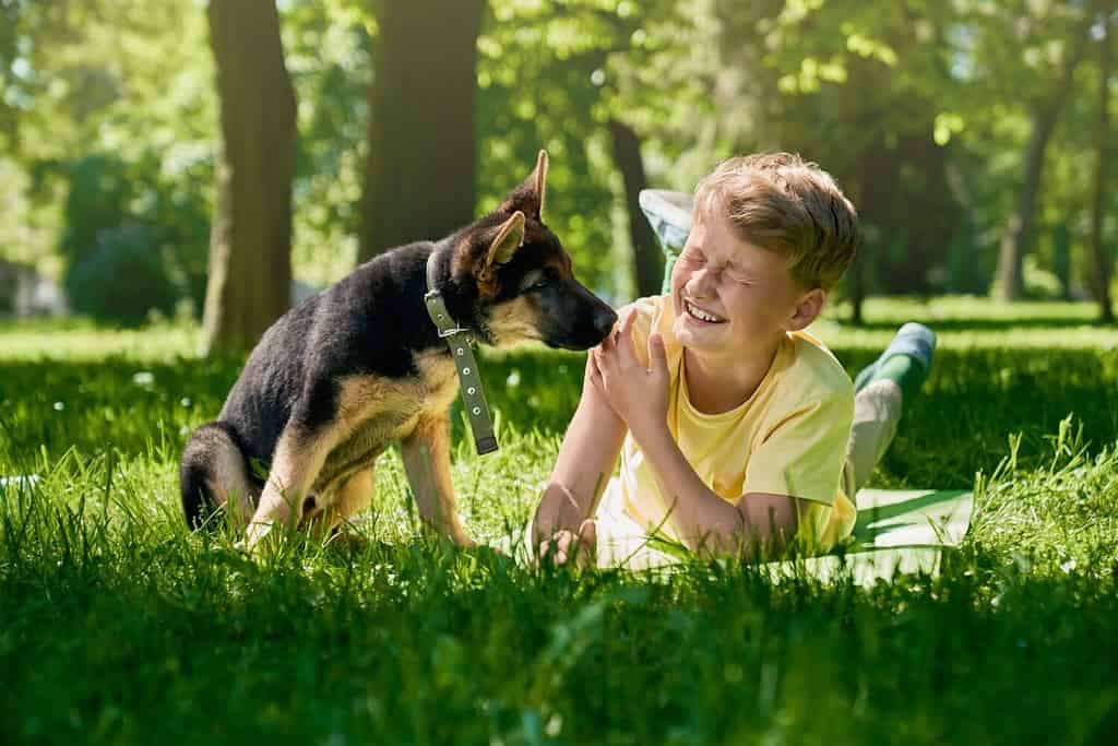 Cucciolo di pastore tedesco che lecca le mani di un ragazzo sorridente al parco cittadino. Bambino allegro che gioca con il suo cagnolino durante le giornate di sole all'aperto.