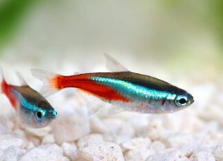 due-pesci-tetra-neon
