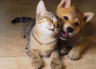 Cucciolo di Shiba Inu e gatto che giocano sul pavimento in legno