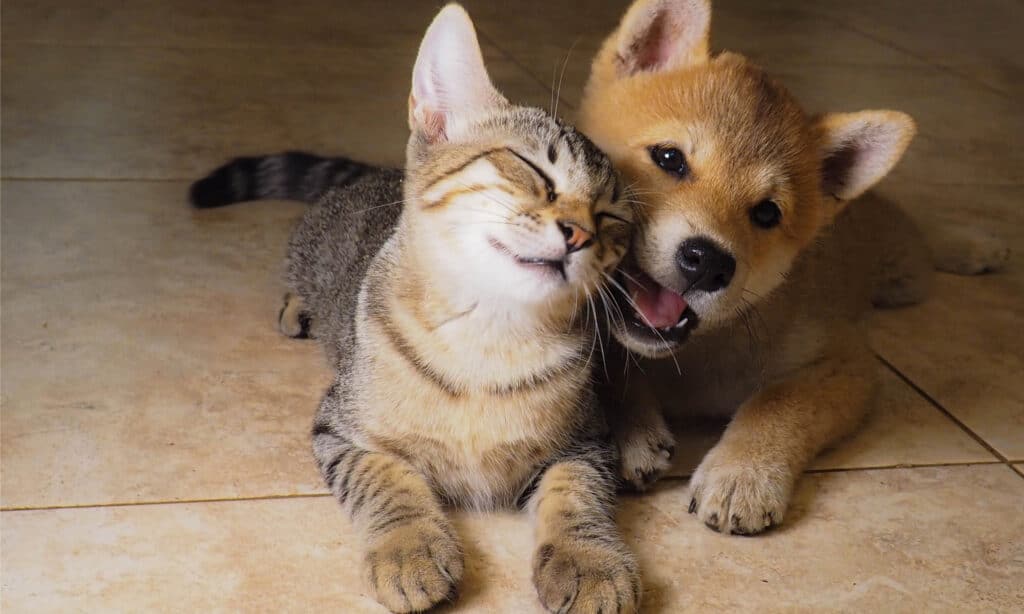 Cucciolo di Shiba Inu e gatto che giocano sul pavimento in legno