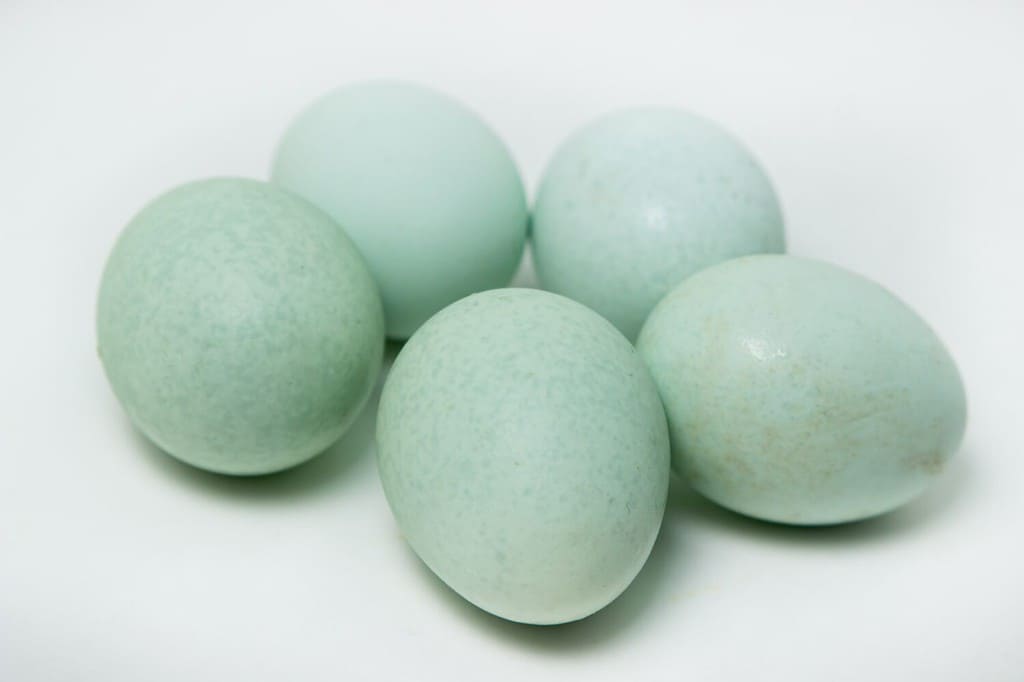 Uova blu biologiche su sfondo bianco. Varietà di uova di gallina