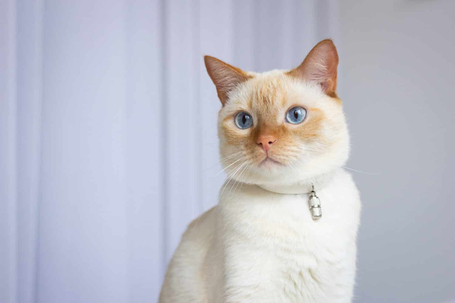 Ritratto di gatto domestico thai (siamese) red point con orecchie e naso rossi e occhi azzurri. Primo piano. Spazio per il testo.