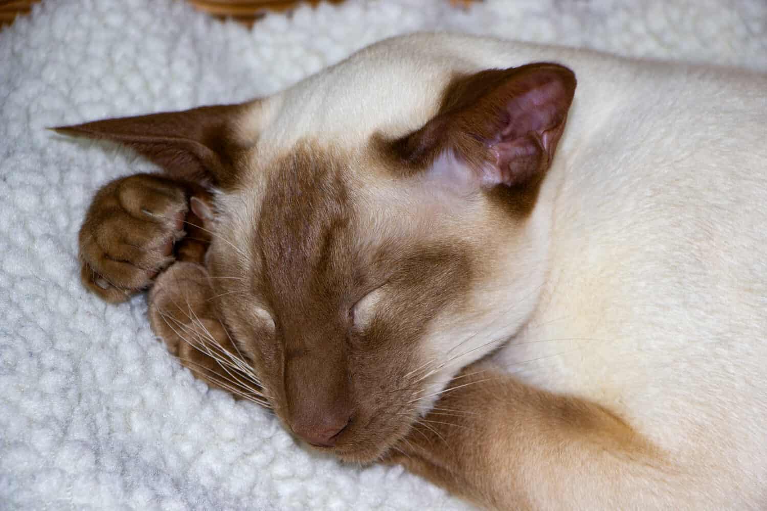 Gatto siamese Cinnamon Point addormentato appoggiato sulle zampe