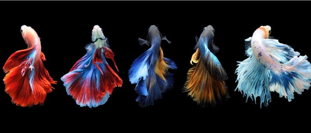 12 tipi di pesce azzurro: diversi pesci d'acquario che sono blu
