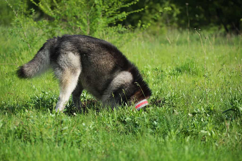 L'Alaskan Malamute sta scavando una buca. Il cane sta scavando nell'erba