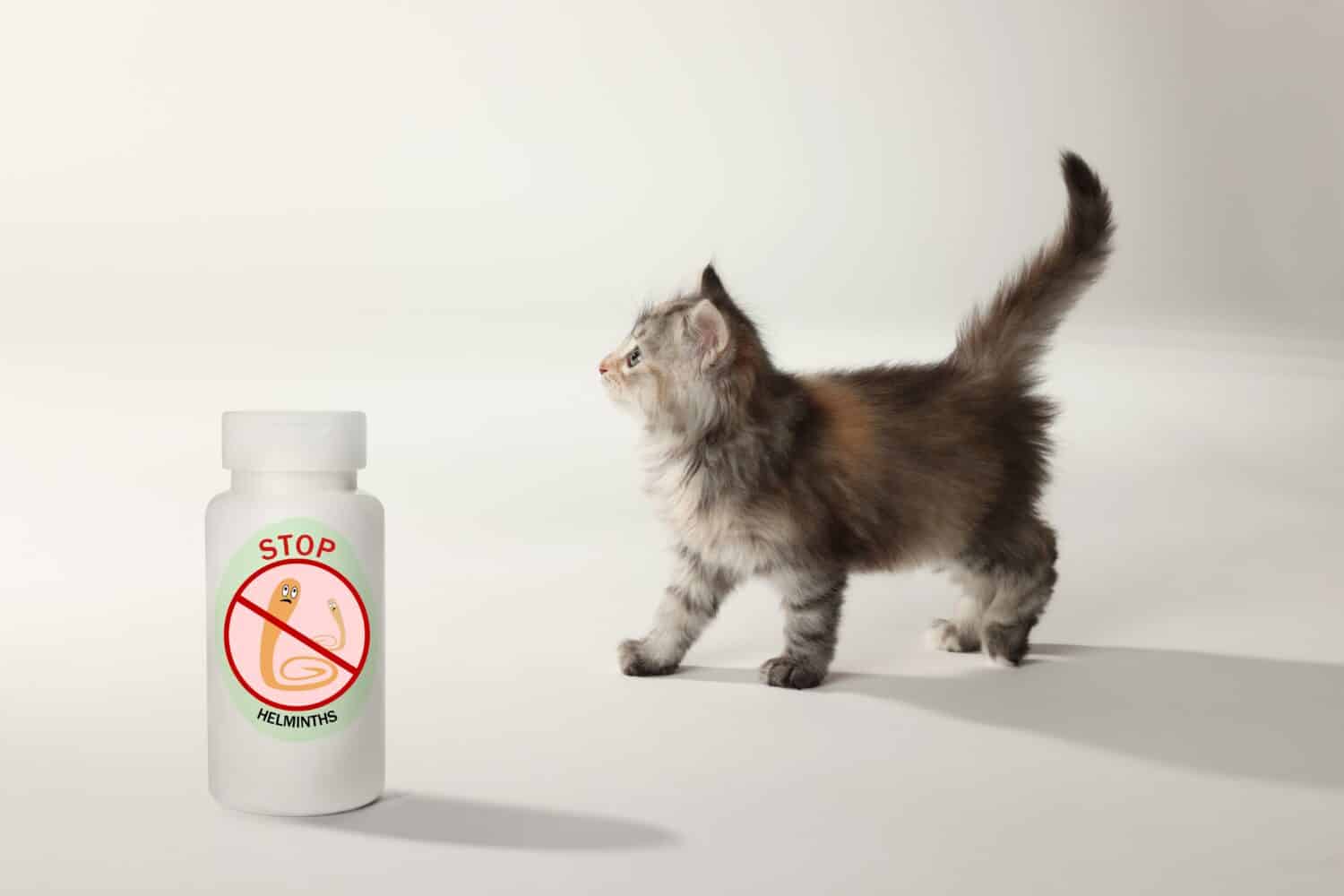 Sverminazione. Gattino peloso e flacone di medicinali con farmaci antielmintici su sfondo bianco