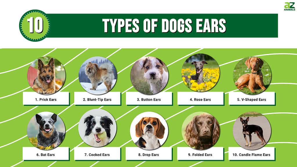 Infografica di 10 tipi di orecchie dei cani