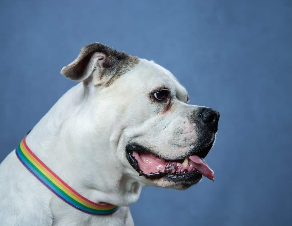 Ritratto di testa di bulldog americano bianco isolato su sfondo blu, con collare arcobaleno.