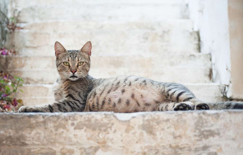 bella gatta incinta su uno sfondo sfocato con scale