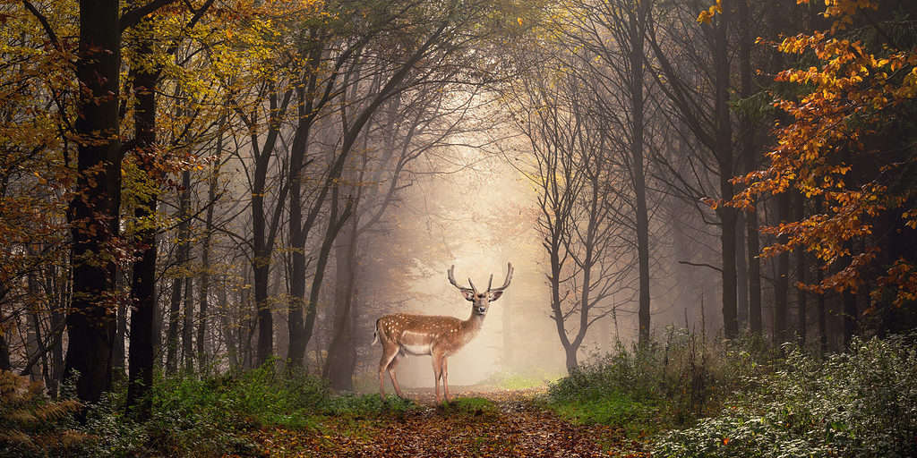 Daini in piedi in una foresta nebbiosa da sogno